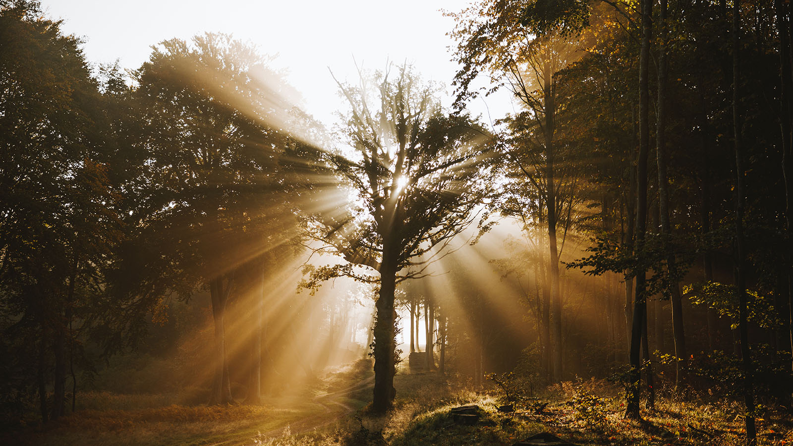 Parforce Esrum Nødebo Forest