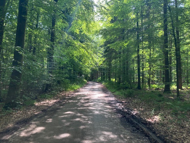 Billede af en skovsti med træer på begge sider