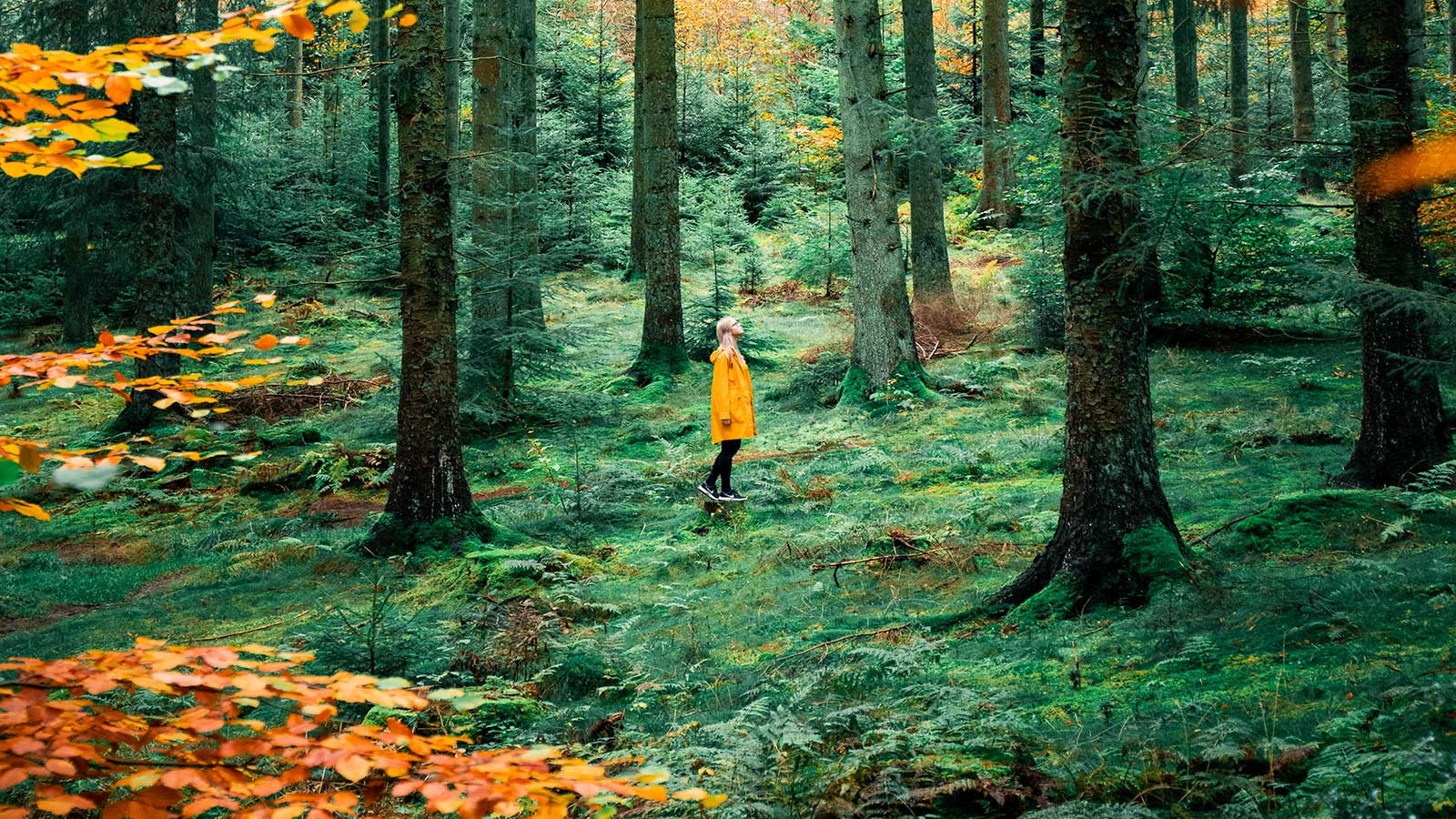 Pige i Rold Skov i efterårsfarver